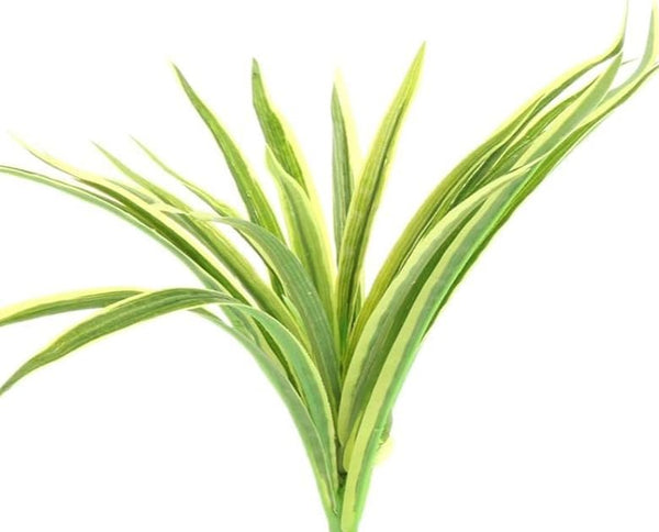 Wheat Plant Live Plant (Chlorophytum Bichetti)