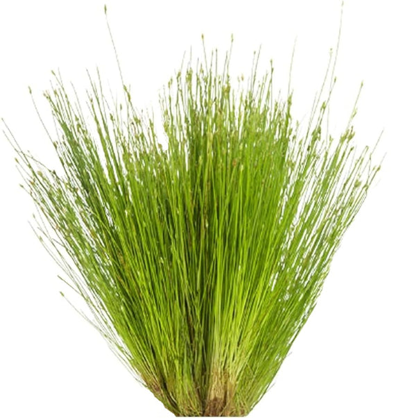 Hair Grass Live Plant (Eleocharis Parvulus)