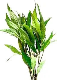 Hygrophila Augustifolia Live Plant (Hygrophila Augustifolia)