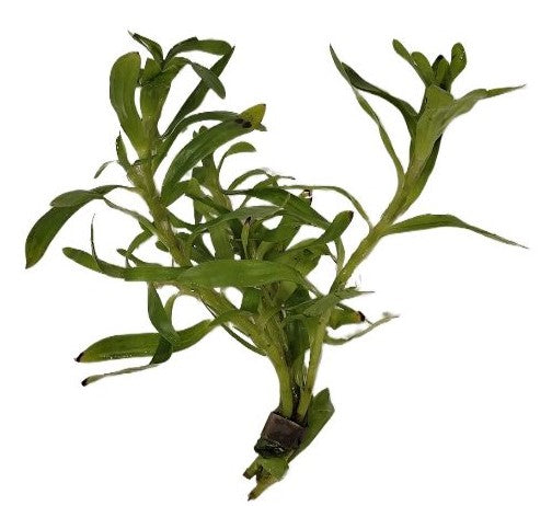 Star Grass Live Plant (Heteranthera Zosterfolia)