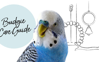 A Beginner’s Guide to Budgie Care