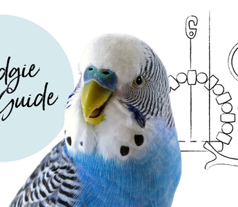 A Beginner’s Guide to Budgie Care