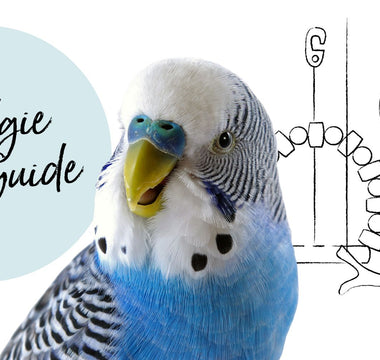 A Beginner’s Guide to Budgie Care