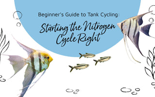 Beginner's Guide to Tank Cycling: Starting the Nitrogen Cycle Right