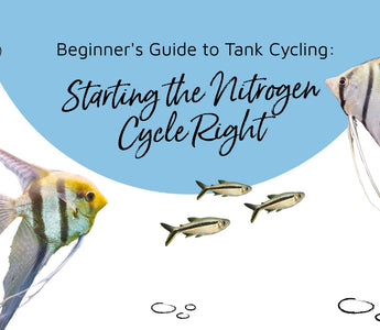 Beginner's Guide to Tank Cycling: Starting the Nitrogen Cycle Right