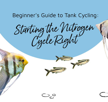Beginner's Guide to Tank Cycling: Starting the Nitrogen Cycle Right