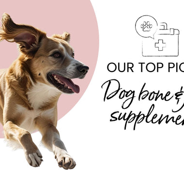 Top 5 Dog Joint Care Products Every Kiwi Pet Owner Should Know