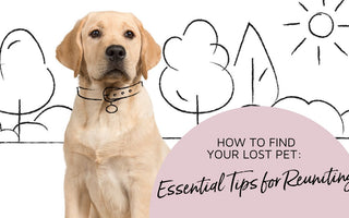 How to Ensure Your Lost Pet Is Found: Essential Tips for Pet Owners