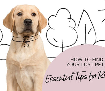 How to Ensure Your Lost Pet Is Found: Essential Tips for Pet Owners