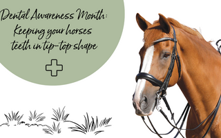 Dental Awareness Month: Keeping your horses teeth in tip-top shape
