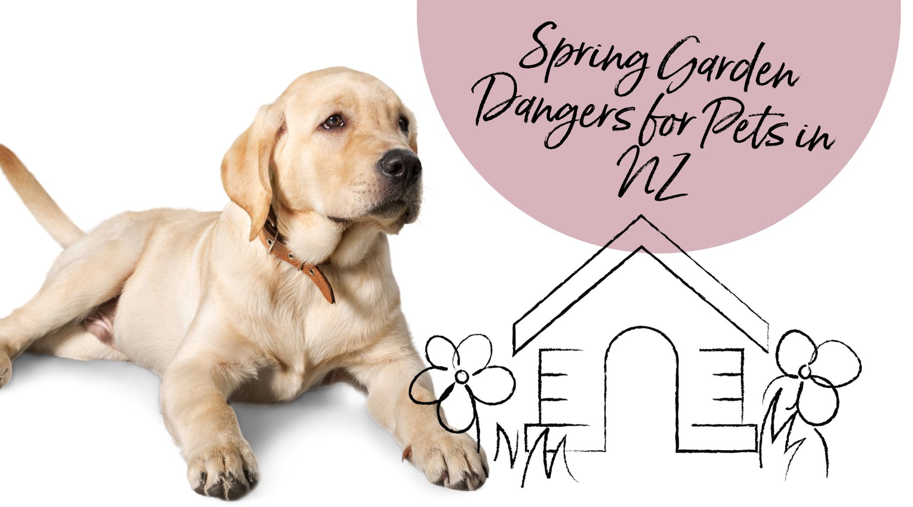 Spring Garden Dangers for Pets in NZ
