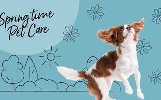 The Ultimate Guide to Springtime Pet Care in NZ