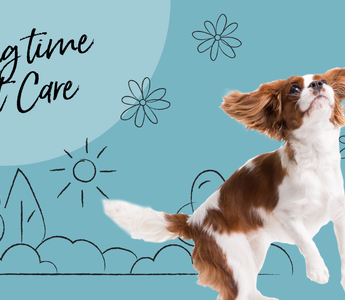 The Ultimate Guide to Springtime Pet Care in NZ