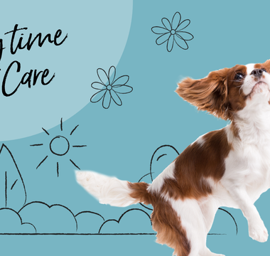 The Ultimate Guide to Springtime Pet Care in NZ