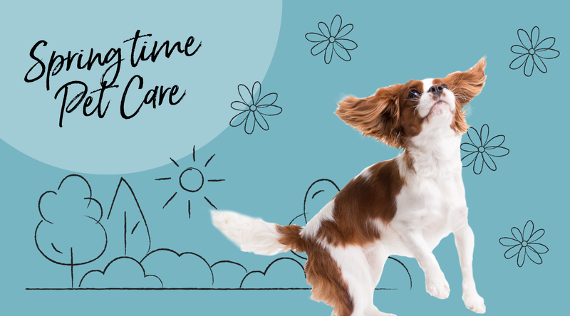 The Ultimate Guide to Springtime Pet Care in NZ