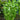 Live Aquatic Plants