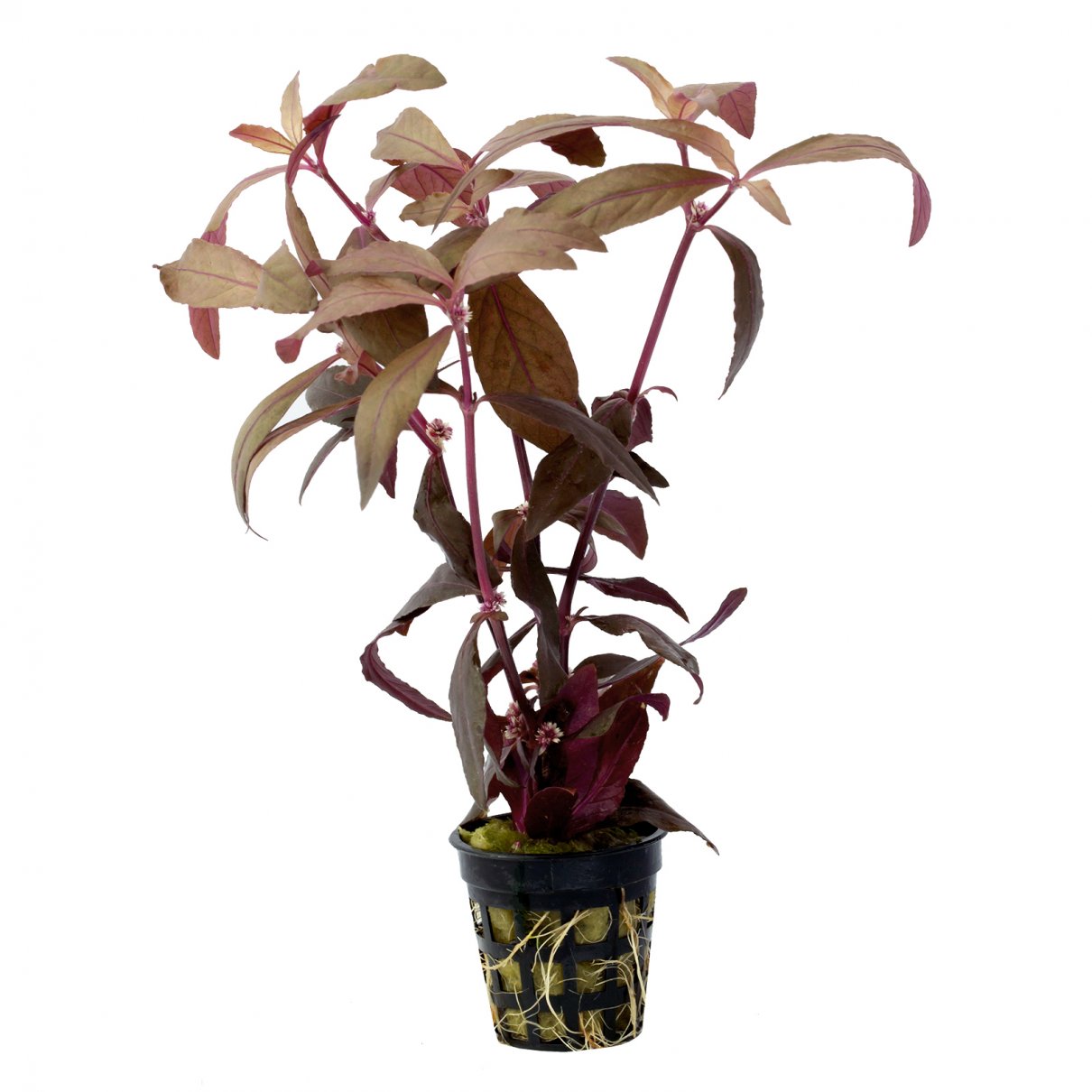 Beetroot Rubra Live Plant (Alternanthera Sessilis)