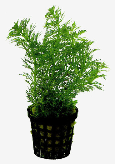 Ambulia Live Plant (Limnophila Sessiliflora)