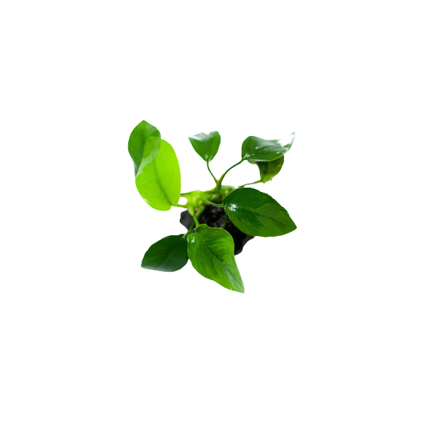 Anubias Nana Live Plant (Anubias barteri var. nana)