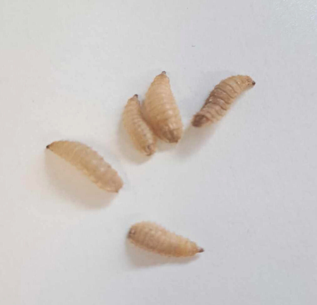 Soldier fly Larvae Live Insects