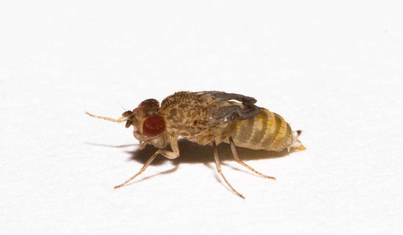 Wingless Fruit Flies Live Insects