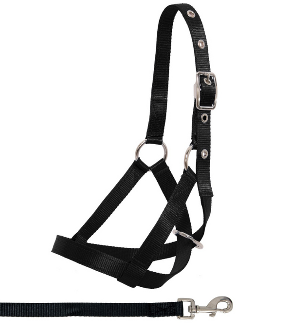 Flair Nylon Tethering Calf Halter & Lead Set