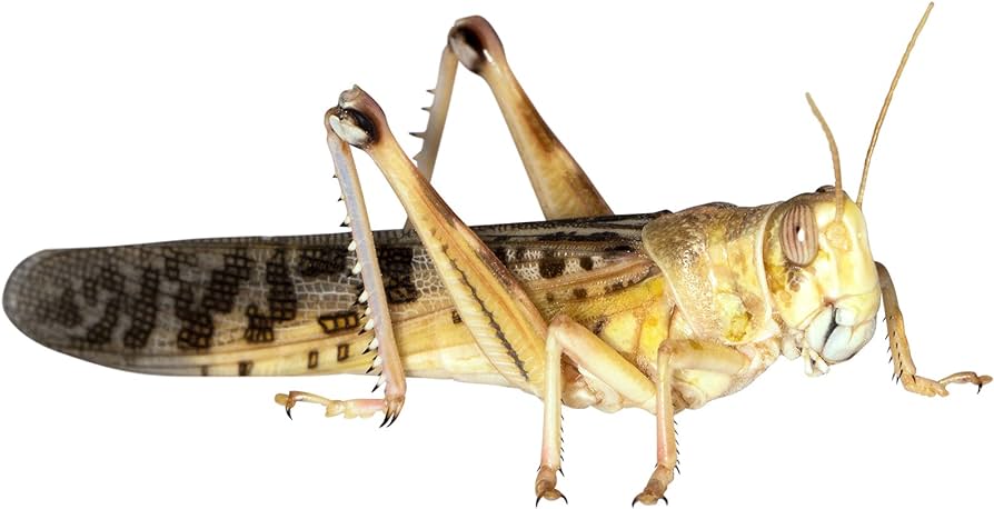 Locusts Live Insects