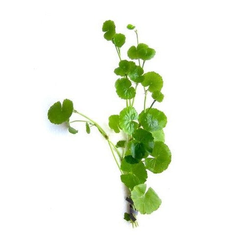 Cardamine Live Plant (Hydrocotyle Leucocephala)