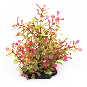 AQ Plant Majestic Hebe 15cm