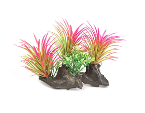 AQ Plant Volcanic Bloom Multi 18cm