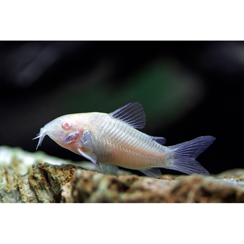 Albino Corydora (Corydoras aeneus) - Live Fish & Plants - Default Title