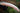 Albino Senegalus Bichir (Polypterus senegalus) - Live Fish & Plants