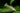 Albino Spotted Hoplo Catfish (Megalechis thoracata) - Live Fish & Plants