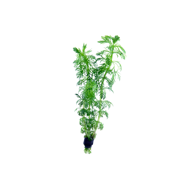 Ambulia Live Plant (Limnophila Sessiliflora)