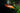 Apistogramma agassizii 'Fire Gold' (Apistogramma agasizii) -