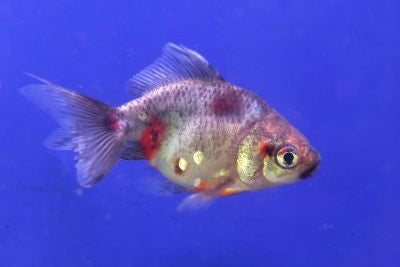 Assorted Fantail Goldfish - Medium - Live Fish & Plants - Default Title