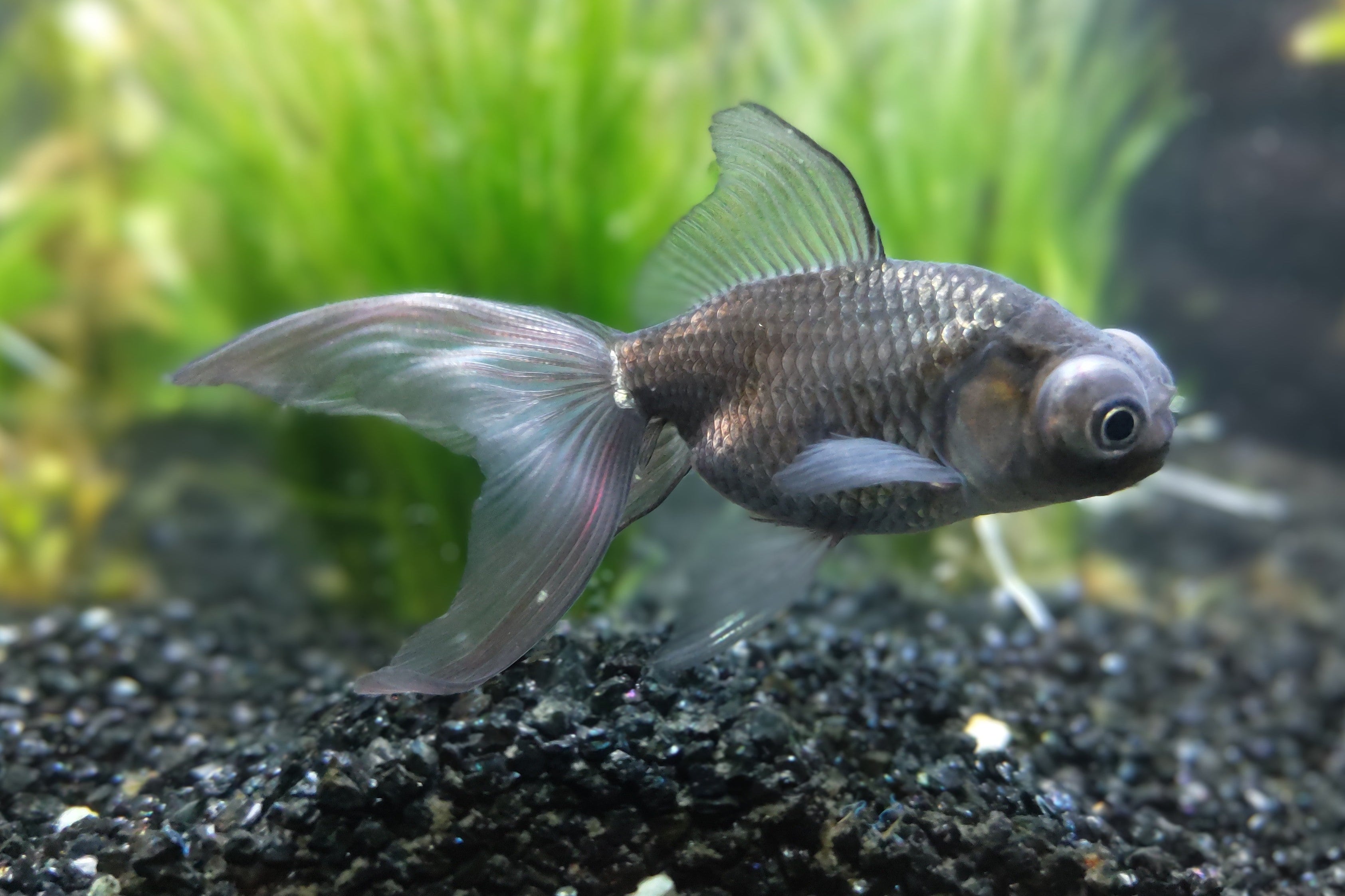 Assorted Globe Goldfish - Live Fish & Plants 