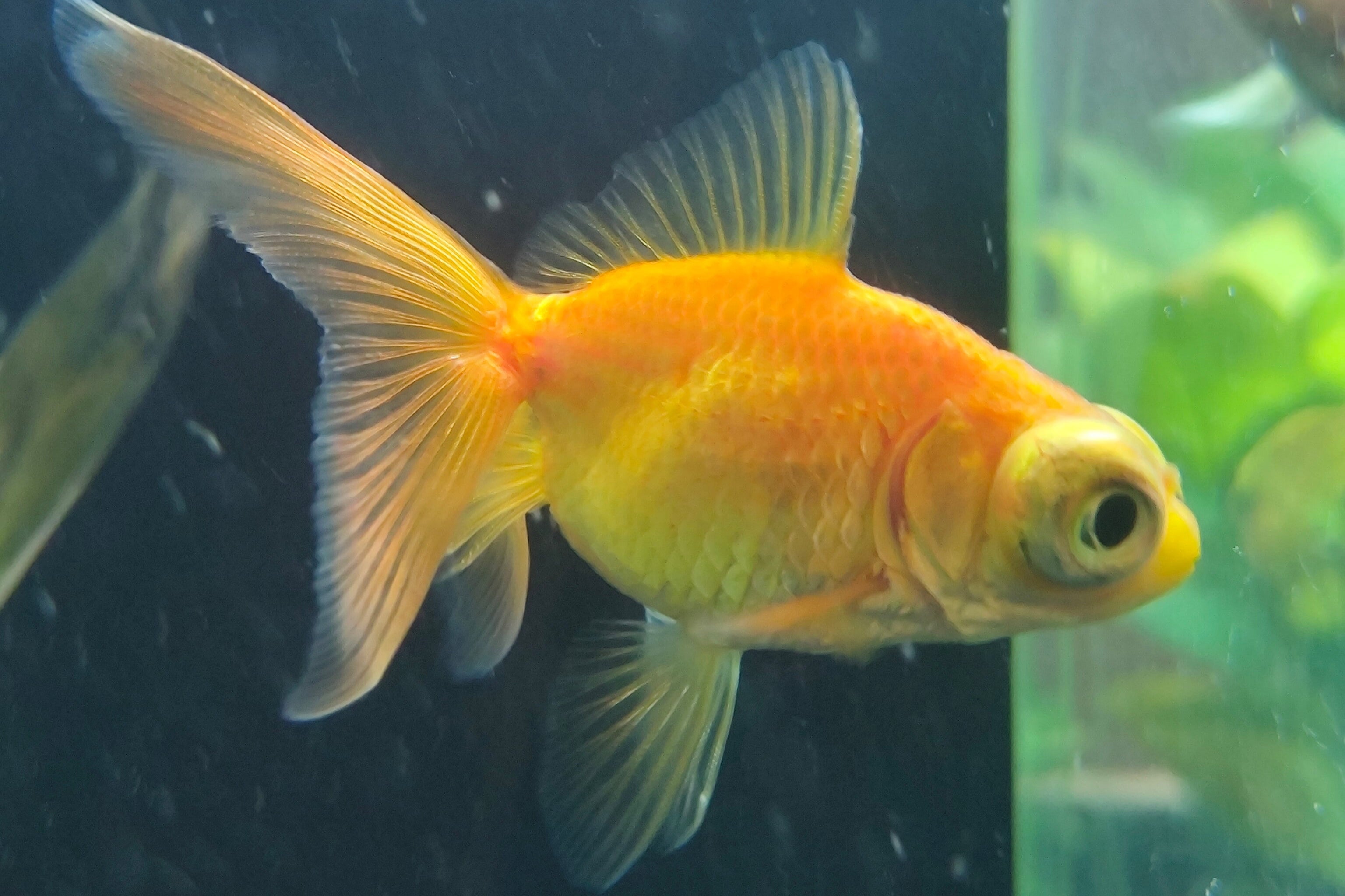 Assorted Globe Goldfish - Live Fish & Plants 