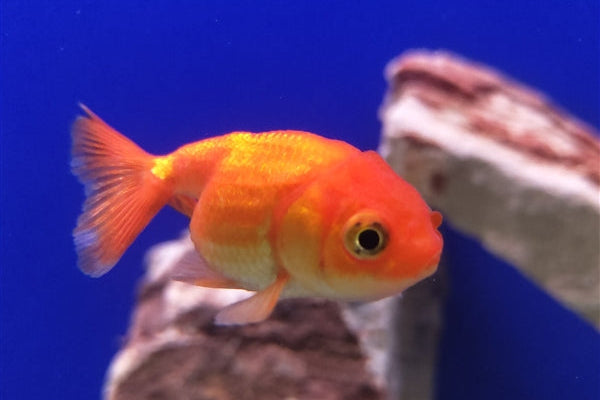 Assorted Lionhead Nymph Goldfish - Live Fish & Plants 