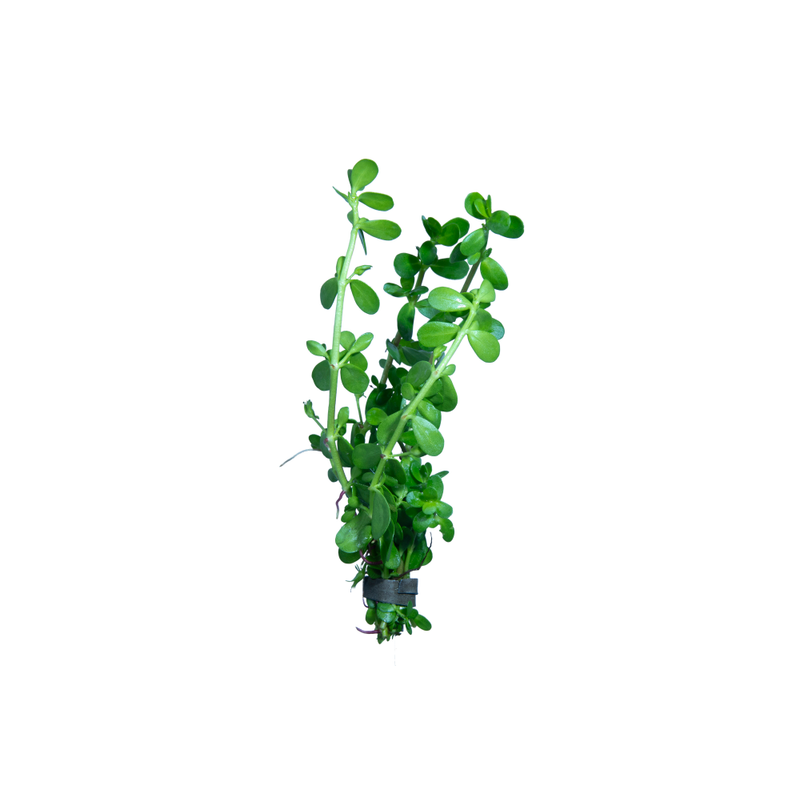 Baby Tears Live Plant (Bacopa Monniera)