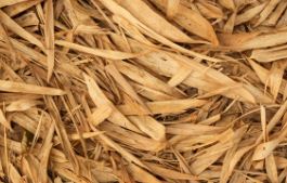 Bamboo Leaves 10 Pack - Fish Tank Decorations - Default Title