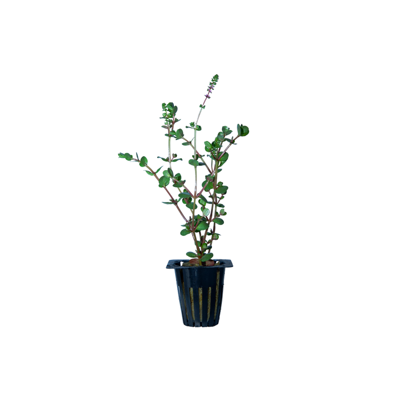 Beanstalk Live Plant (Rotala Rotundifolia)