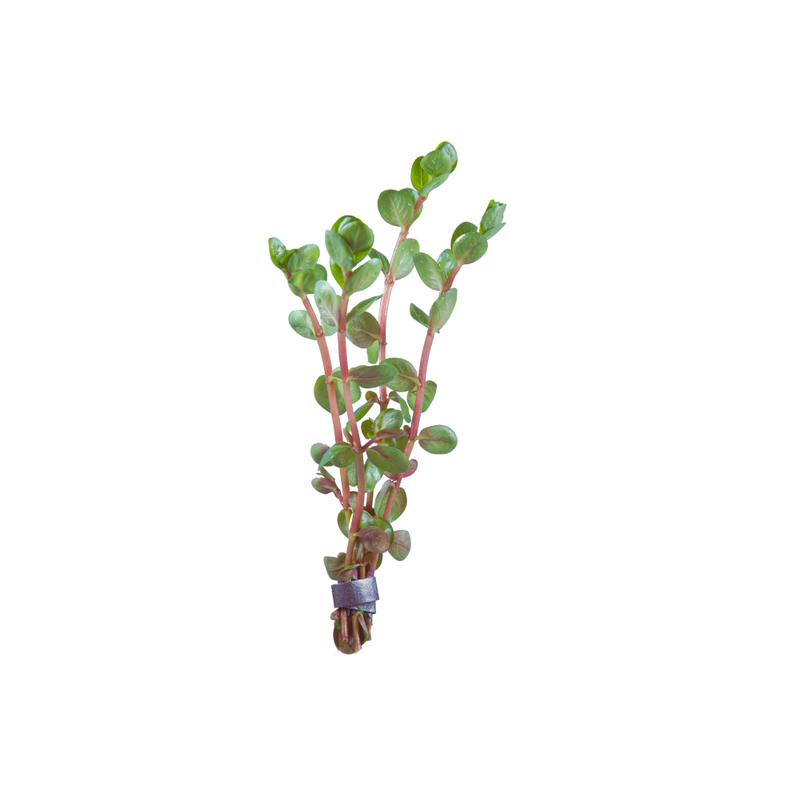 Beanstalk Live Plant (Rotala Rotundifolia)