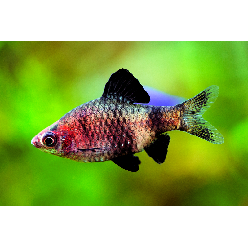 Black Ruby Barb (Pethia nigrofasciata) - Live Fish & Plants - Default Title