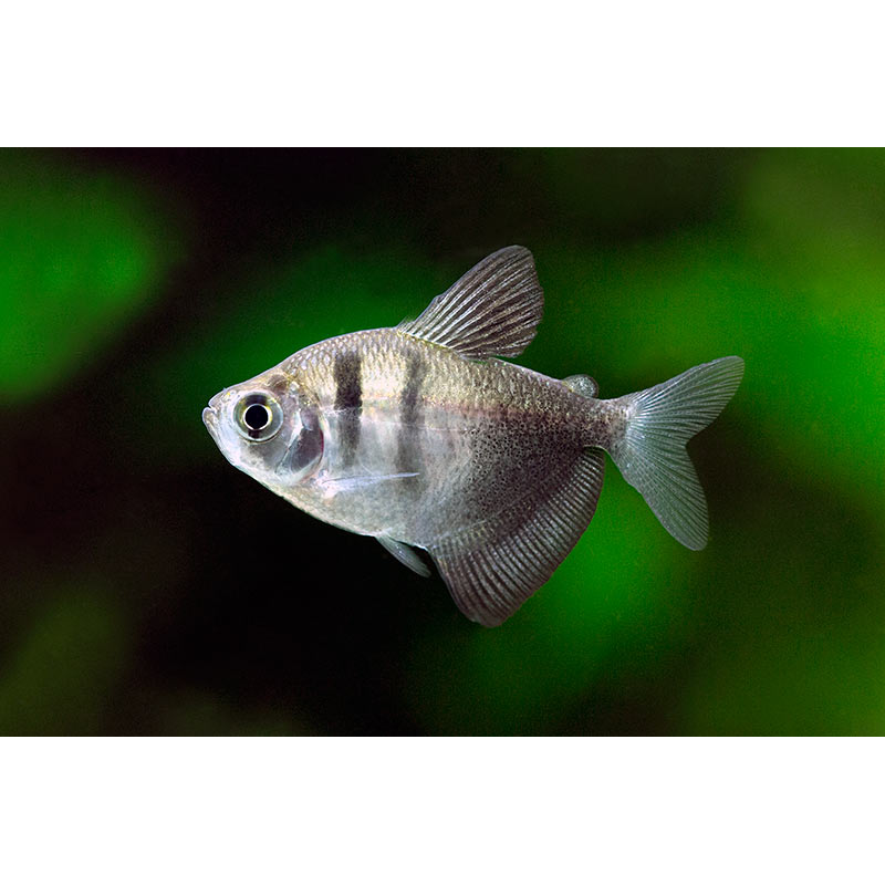 Black Widow Tetra (Gymnocorymbus ternetzi) - Live Fish & Plants - Default Title