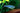 Blue Cochu Tetra (Boehlkea fredcochui) - Live Fish & Plants - Default Title