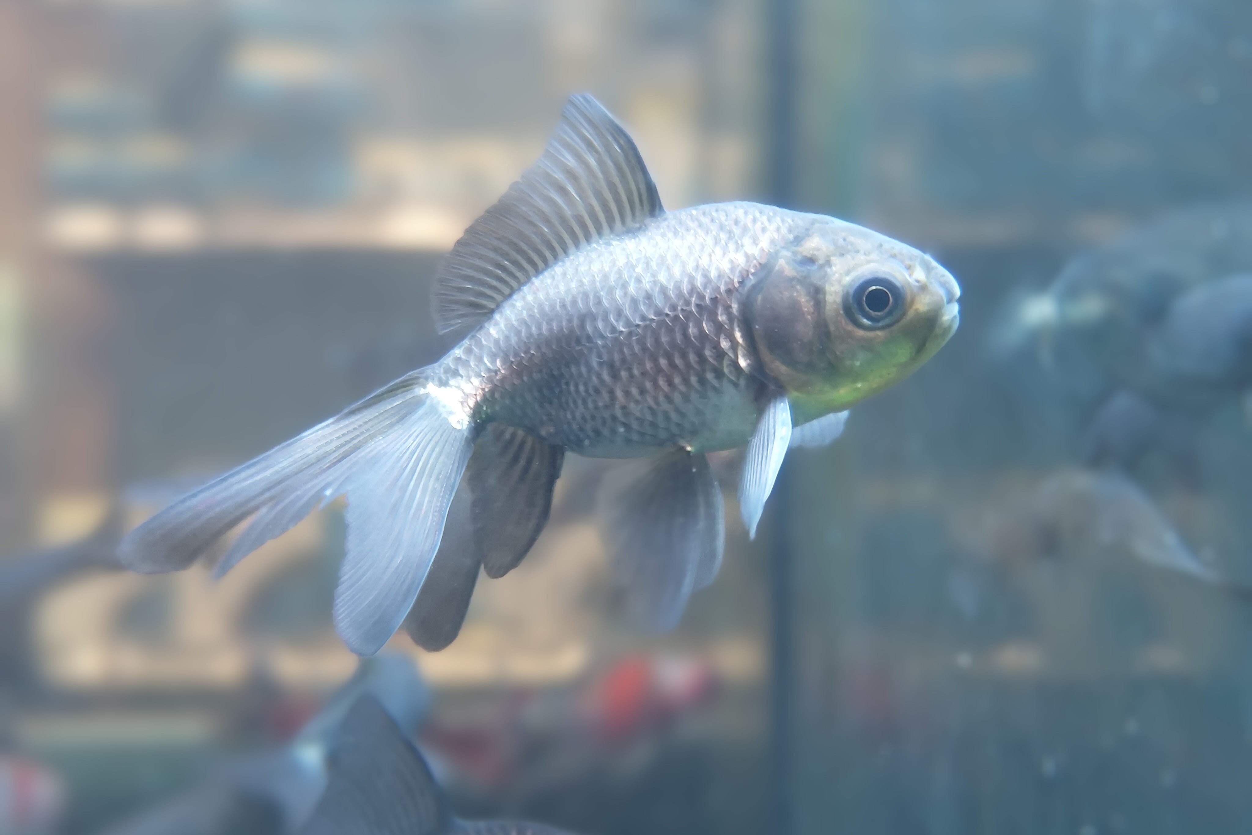 Blue Fantail Goldfish - Live Fish & Plants 