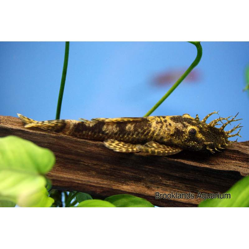 Bristlenose Catfish (Ancistrus cirrhosus) - Live Fish & Plants - Default Title