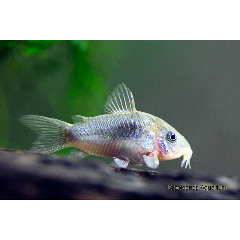 Bronze Corydora (Corydoras aeneus) - Live Fish & Plants - Default Title