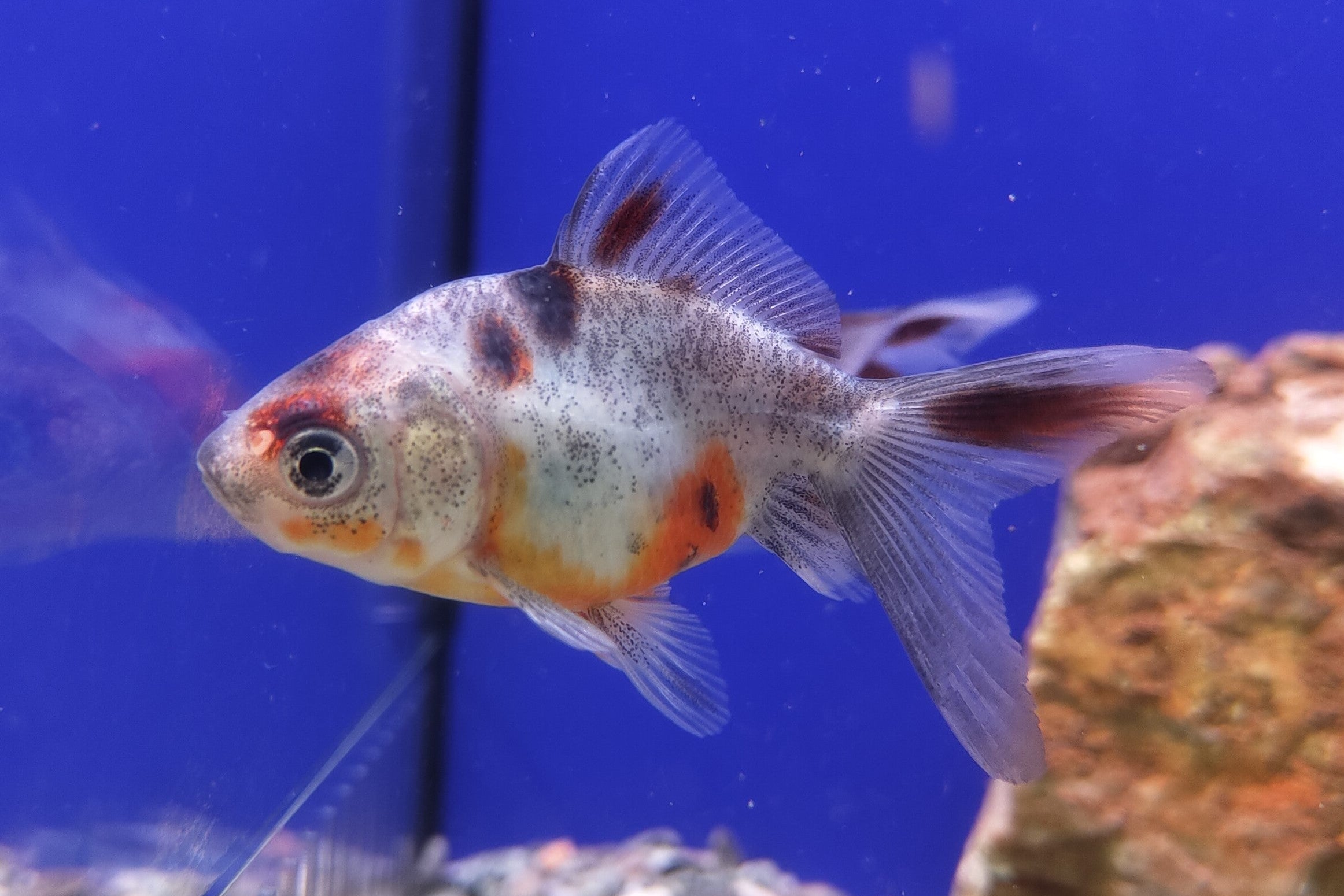 Calico Fantail Goldfish - Live Fish & Plants 